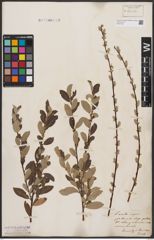 Foto von Salix aurita L. x Salix repens L.